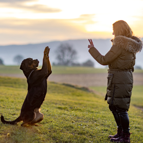 a woman training a dog in a field during sunset enjoying four seasons outdoors