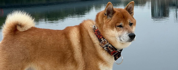 Shiba Inu dog standing by water with scenic background and collar featuring unique patterns showcasing 8 characteristics of breed elegance