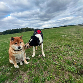 two dogs in grassy field playing together looking happy