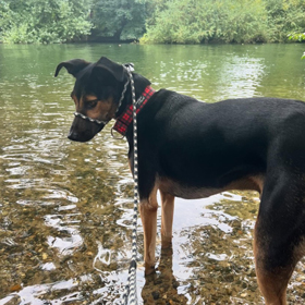 dog standing in shallow water looking down surrounded by greenery outdoor nature scene 3 playful moments