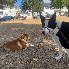 two dogs relaxing in a park with green trees and houses in the background enjoying the outdoors and socializing with four paws