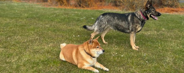two dogs playing outside on grass with one lying down and the other standing looking happy six ways to enjoy time outdoors with pets