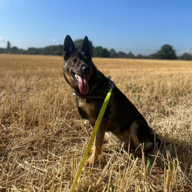 dog sitting in a field of straw with a green leash happy expression sunny day outdoor activity 5 ways to enjoy