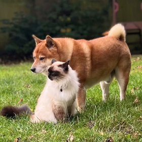 Shiba Inu dog and Siamese cat sitting together in green grass with soft sunlight creating a warm atmosphere perfect for pets and companionship showcasing the bond between animals in a tranquil setting 9 adorable moments 9 pet friendship 9 animal companions